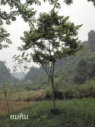 ต้นยมหิน สูง 0.3-1 เมตร สมโภชพันธุ์ไม้ Tel: 089-0652129